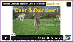 FCT Deer and Reindeer