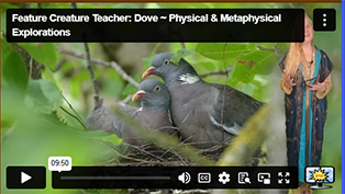 FCT Dove