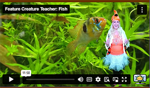 FCT Fish