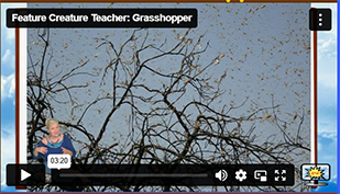 FCT Grasshopper