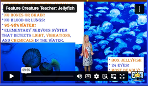 FCT Jellyfish