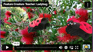FCT Ladybug