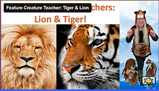 FCT Lion and Tiger