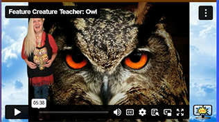 FCT Owl