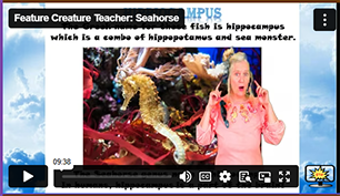 FCT Seahorse