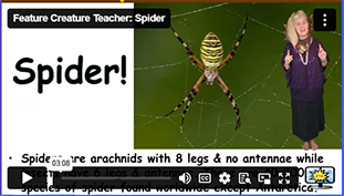FCT Spider Fun Facts