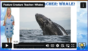 FCT Whale