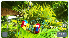Bird Friends: ThanksLiving
