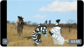Zebra Family