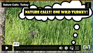 Nature Calls
